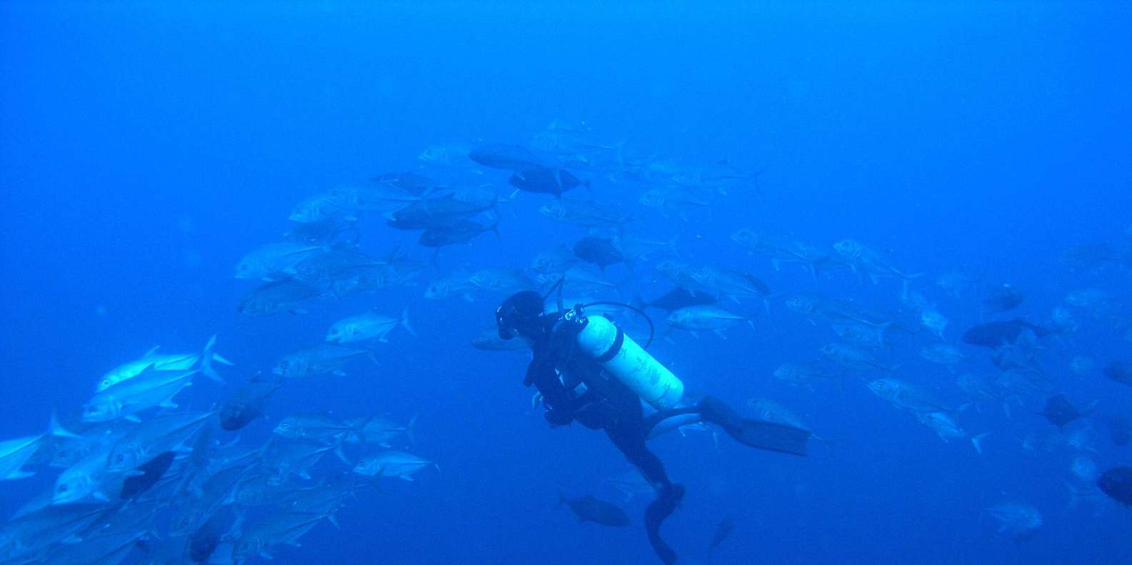 Scuba Dive in Shark Alley - Dive Conditions and Visibility