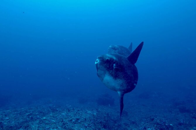 Scuba Dive With Manta Rays - Meeting Location and Schedule