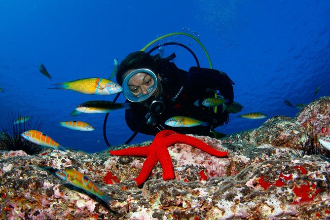 Scuba Diving Baptism in Caleta De Fuste - Preparing for the Scuba Diving Adventure