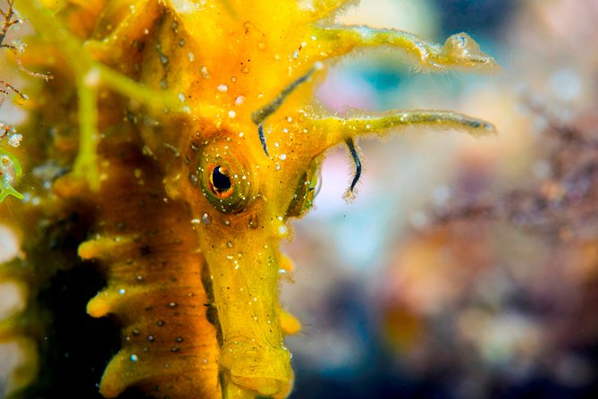 Scuba Diving in Calabria, Italy - Dive Experience Customization