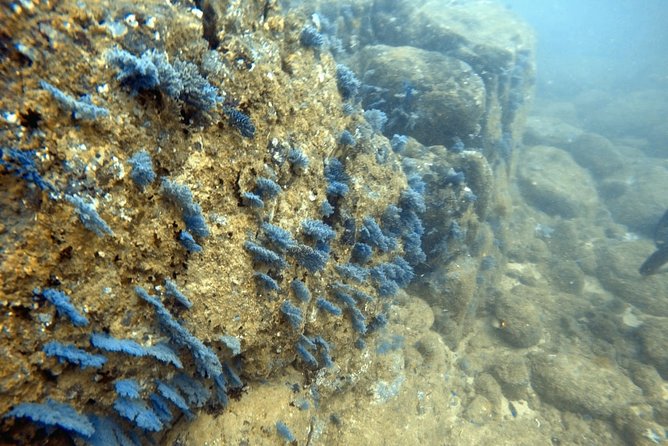 Scuba Diving in Mirissa - Marine Life Encountered