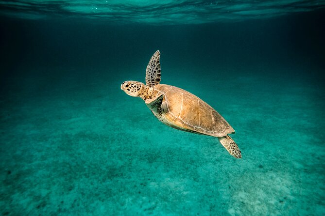 Scuba Diving Private Tour in Martinique - Professional Local Tour Guide