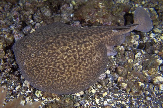Scuba Night Dive on Tenerife With SCUBANANA - Participant Requirements and Restrictions