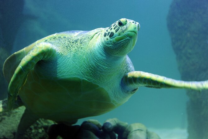 SEA LIFE Michigan Aquarium Admission Ticket - Ticket Pricing Details