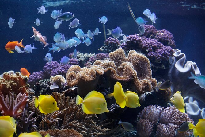 SEA LIFE Speyer Admission Ticket - Ticket and Admission Details