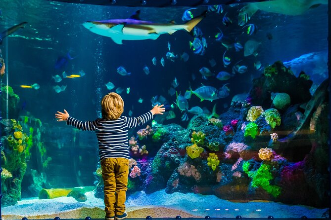 SEA LIFE Timmendorfer Strand Admission Ticket - Key Features and Exhibits