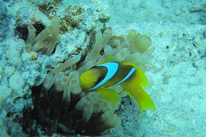 Sea Scope Semi Submarine 2 Hours With Transfer - Sharm El Sheikh - Common Complaints