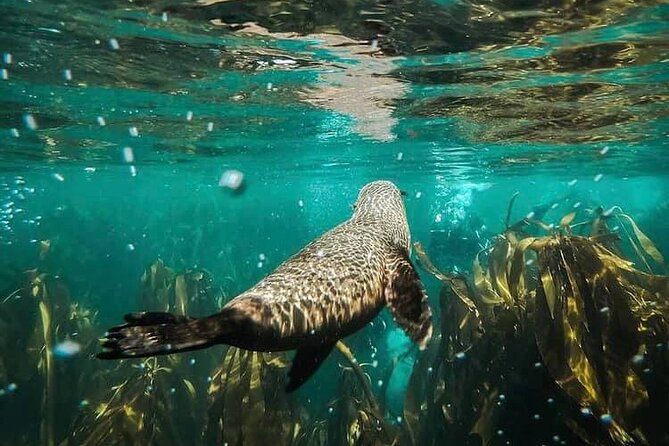 Seal Snorkeling Experience in Cape Town - What to Expect