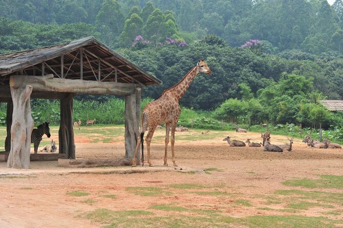See Panda Guangzhou Chimelong Safari Park and Circus Private Tour - Safari Park Experience