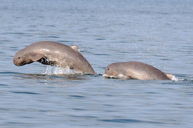 Shared Mangrove & Irrawaddy Dolphin Watching Cruise - Wildlife Encounter Highlights