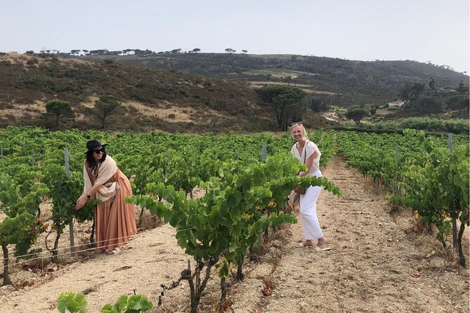 Shared Tour - Wine Tour From Saint Tropez - Experience Overview