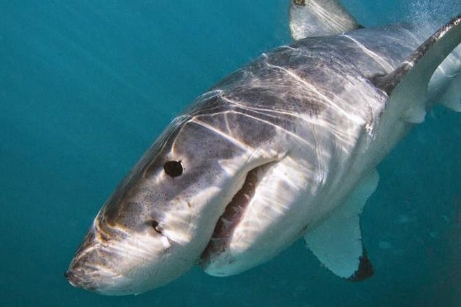 Shark Cage Diving - Adventure Meets Conservation! - What to Expect on Your Tour