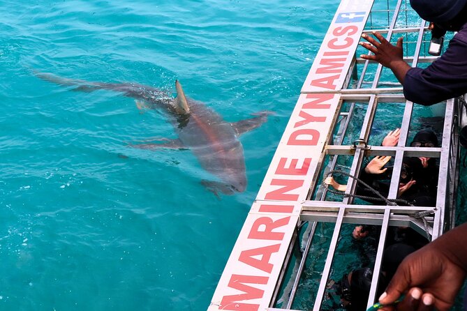 Shark Cage Diving and Viewing With Transport From Cape Town - Transportation Details