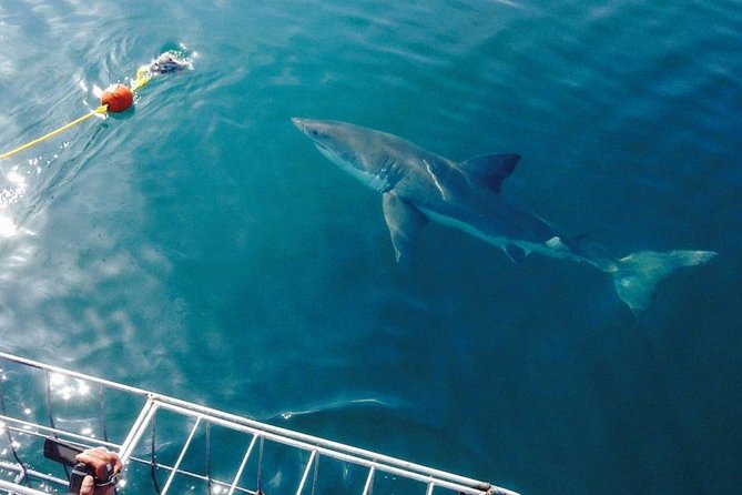 Shark Cage Diving Viewing Only - Inclusions and Amenities
