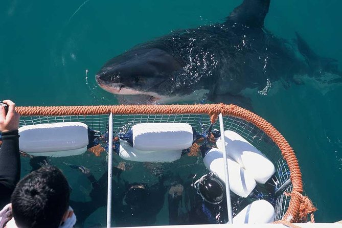 Shark Cage Diving & Viewing Tours in Gansbaai - Unique Shark Cage Experience