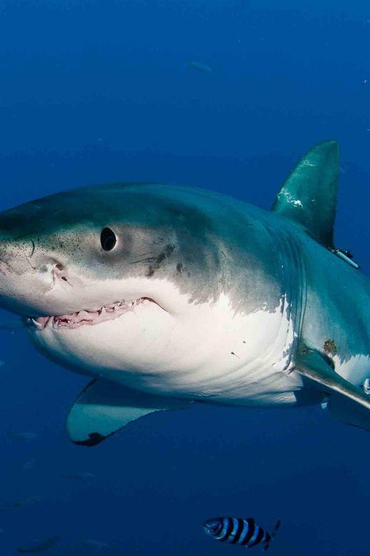 Shark Cage Diving With Transport From Cape Town - Transportation and Logistics