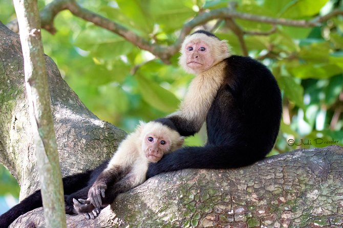 Shore Excursion: Monkey/Sloth Hang-out and Snorkel - Tour Activities