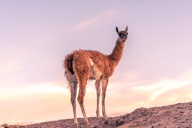 Shore Excursion Peninsula Valdes or Punta Tombo - Private Car - Tour Details