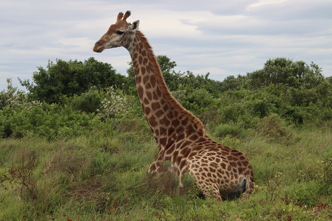 Shore Excursion Richards Bay Big 5 Safari Experience - Pickup Information
