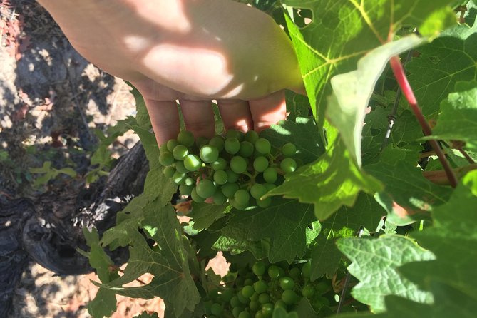 Signature Vineyard Exclusive Tour With Certificated Sommelier - Vineyard Visits