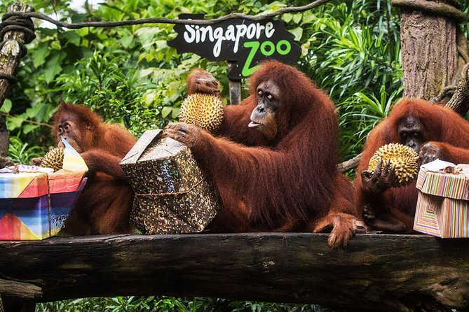 Singapore Bird Paradise & Zoo Full Day (Ticket & Transfer ) - Pickup Information