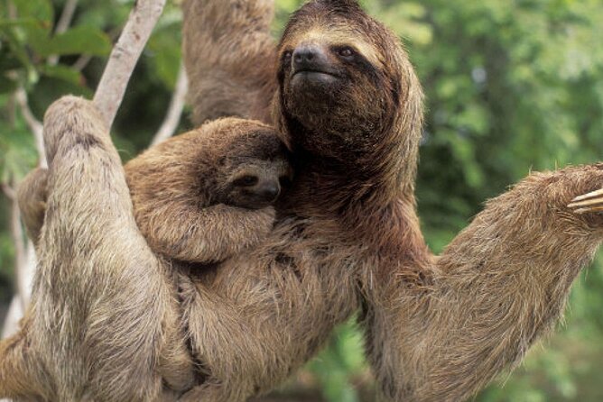 Sloth, Frog and Waterfall Tour in the Rainforest Including Lunch - Health and Accessibility