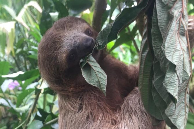 Sloths, Monkeys and Waterfall Experience - Wildlife Spotting Opportunities