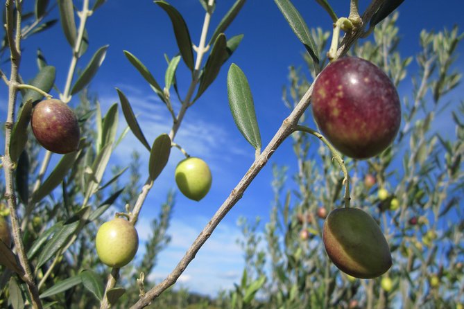 Small-Group Half-Day Languedoc Wine and Olive Tour From Montpellier - Meeting Point and Directions