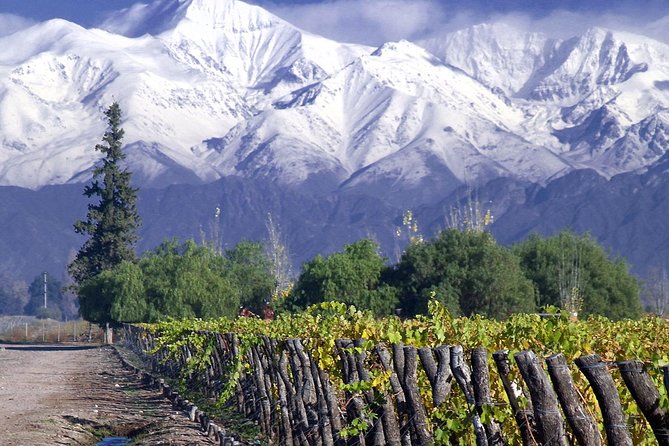 Small-Group Half Day Tour to Concha Y Toro Winery - Highlights of the Tour