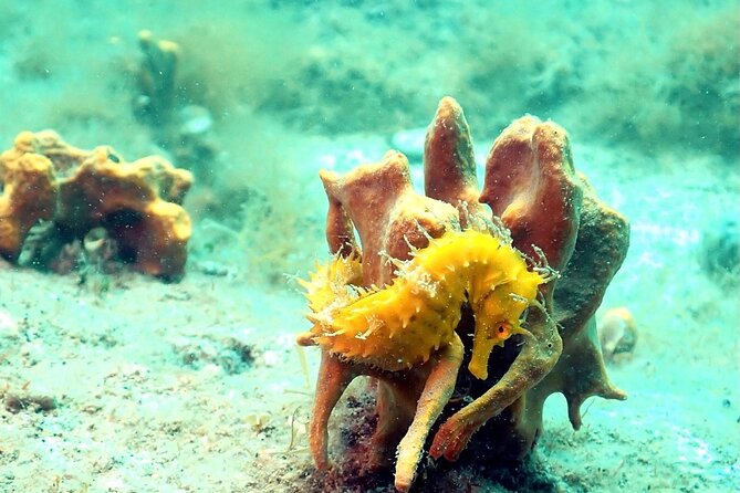 Small-Group Introductory Scuba Diving in Pula - Included Equipment and Instruction
