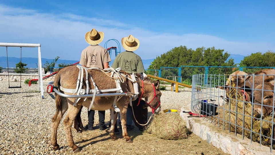 Šmrika (near Rijeka/Krk/Crikvenica) Donkey Farm Entry Ticket - Farm Experience Highlights