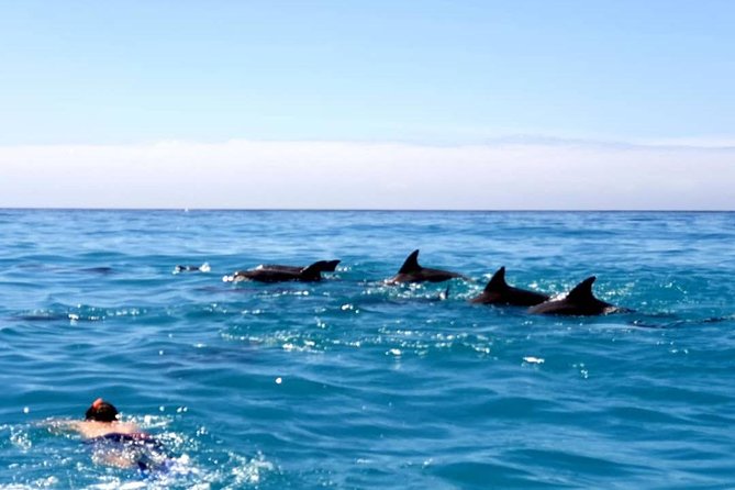 Snorkeling at Mnemba Atoll - Snorkeling Experience Details