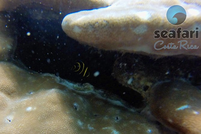 Snorkeling Costa Rica - Exploration Depths and Visibility
