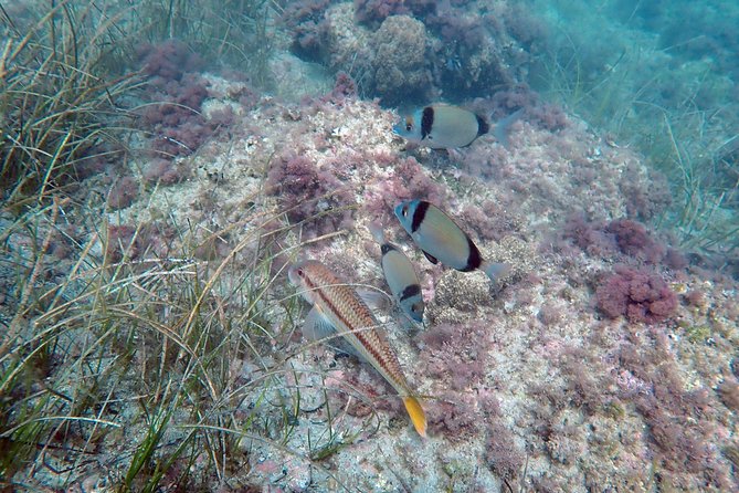 Snorkeling Excursion in Tabarca Island - Accessibility and Participation