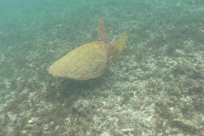 Snorkeling in Gatas Bay - Pickup and Meet-up Details