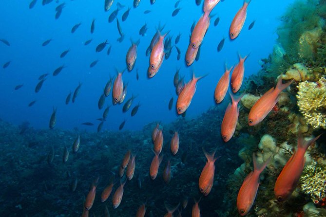 Snorkeling Tour Around the Isola Bella Nature Reserve - Meeting and Pickup