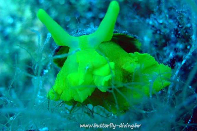 Snorkeling Tour Makarska Riviera, Islands of Hvar or Brač - Pickup and Meeting Details