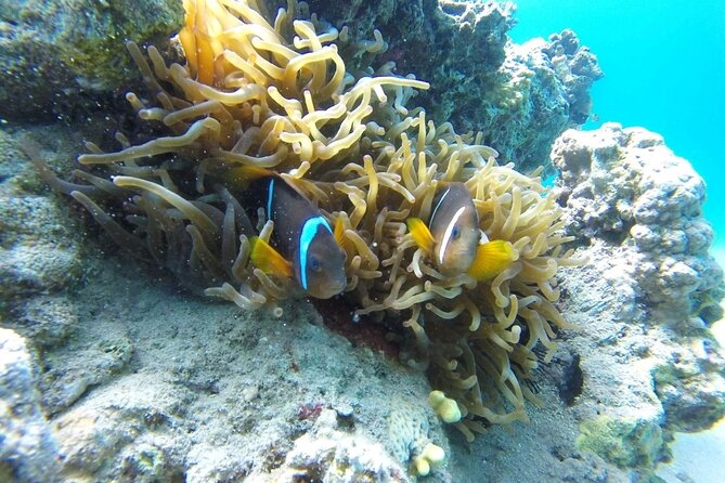 Snorkeling Trip With Pick up ( Beach) - Recommended Gear and Preparation