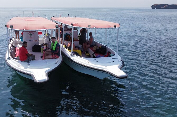 Snorkeling Trips to Daymaniat Islands Sharing Trip - Wildlife Encountered