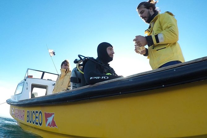 Snorkeling With Sea Lions - Meeting and Pickup