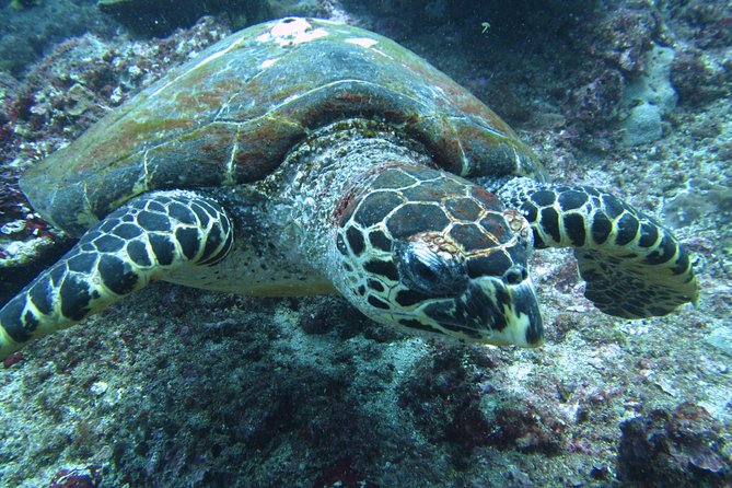 Snorkelling in Padang Bai - Tour Inclusions and Logistics