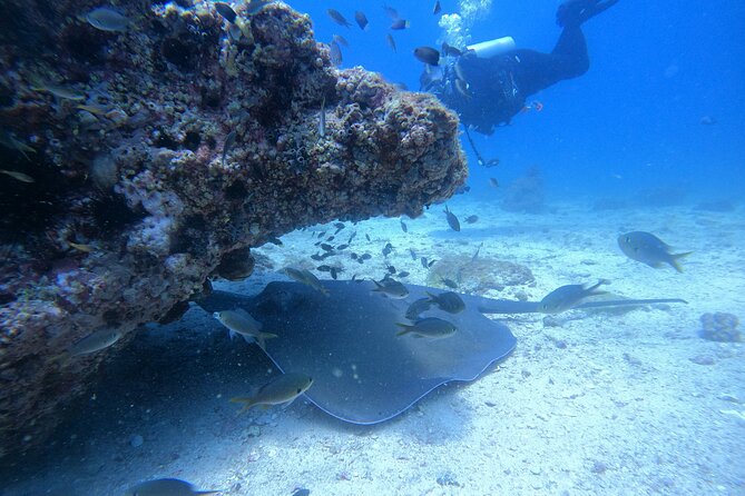 Snorkelling Tours to Daymaniyat Island - Snorkeling Experience Highlights