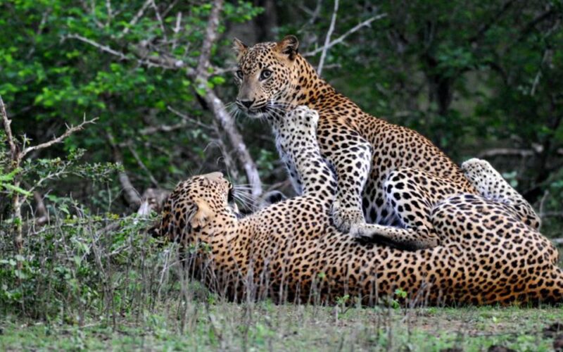 Sri Lanka: 3-Day Private Nature Trip to Belihuloya & Yala - Itinerary Highlights