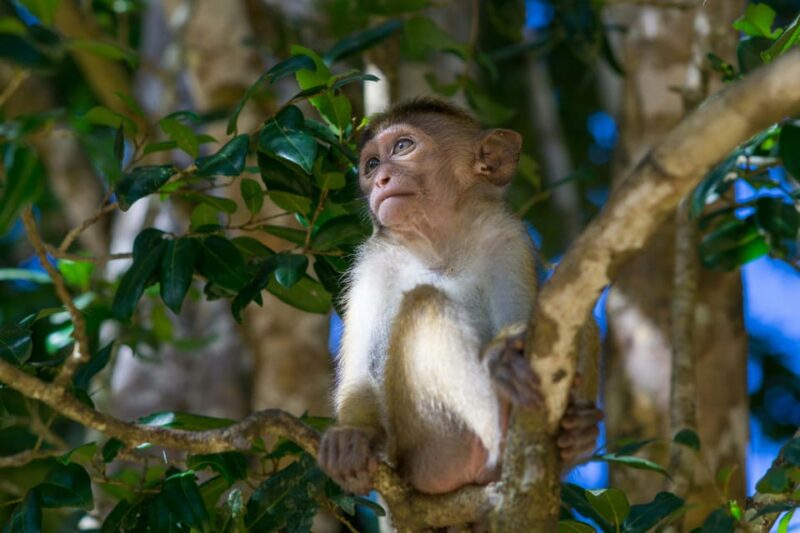 Sri Lanka 3-Day - South Coast, Cultural Triangle, Wildlife - Itinerary Highlights