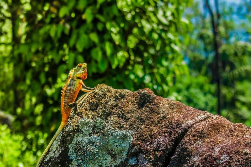 Sri Lanka 3-Day Wildlife, Rainforest, Hill Country Train - Itinerary Highlights