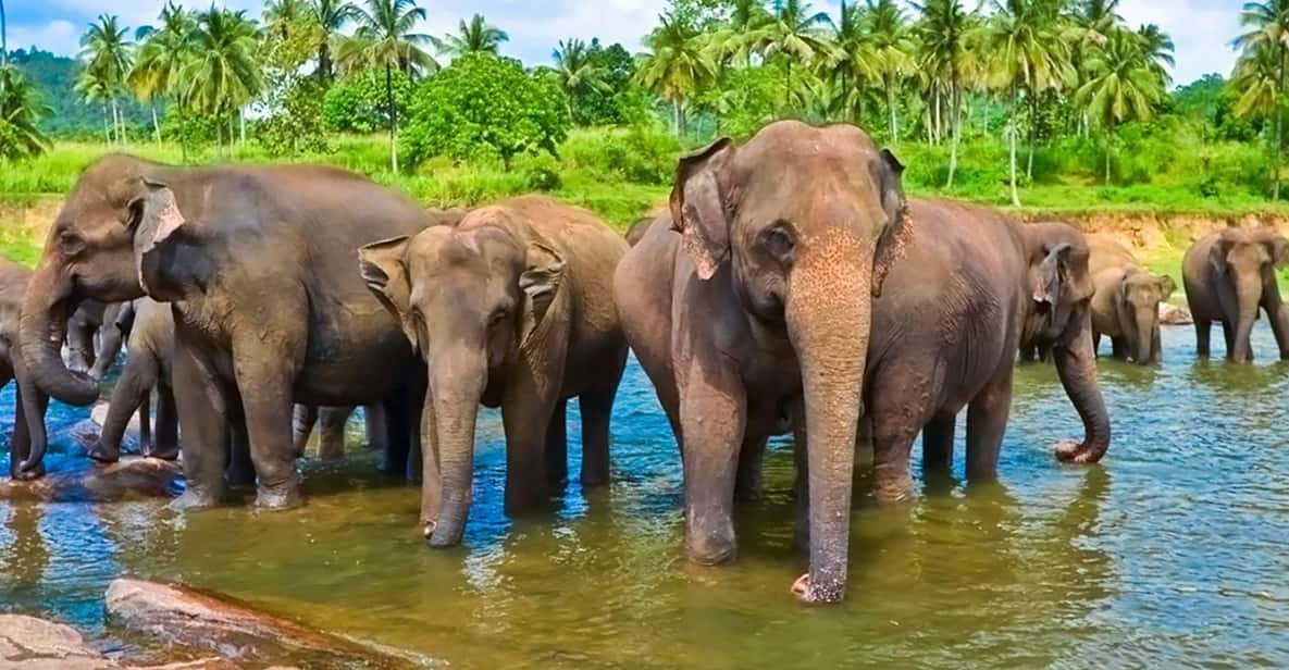 Sri Lanka 4 Days Economy Tour - Itinerary Highlights