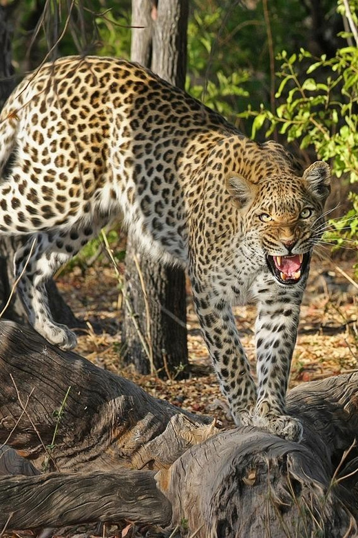 Sri Lanka Jungle Tour 4 Days-Rainforests, National Parks... - Itinerary Highlights
