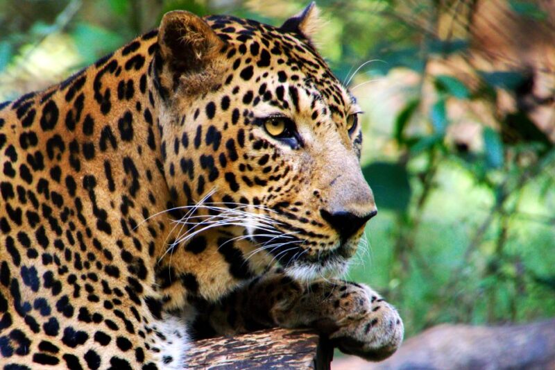 Sri Lanka: Yala National Park Safari Tour - Safari Experience