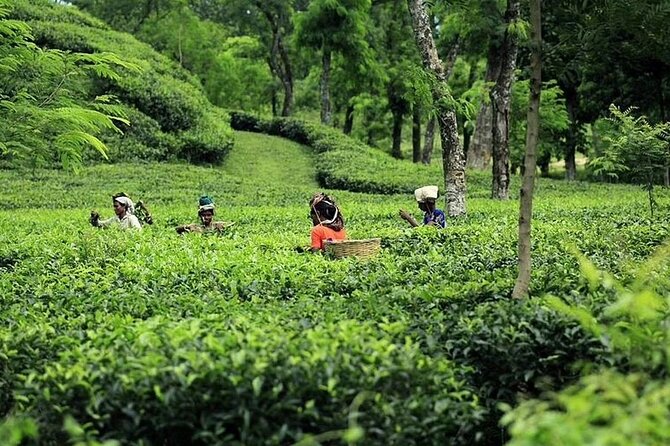 Srimangal Overnight Private Tour From Dhaka - Inclusions and Amenities