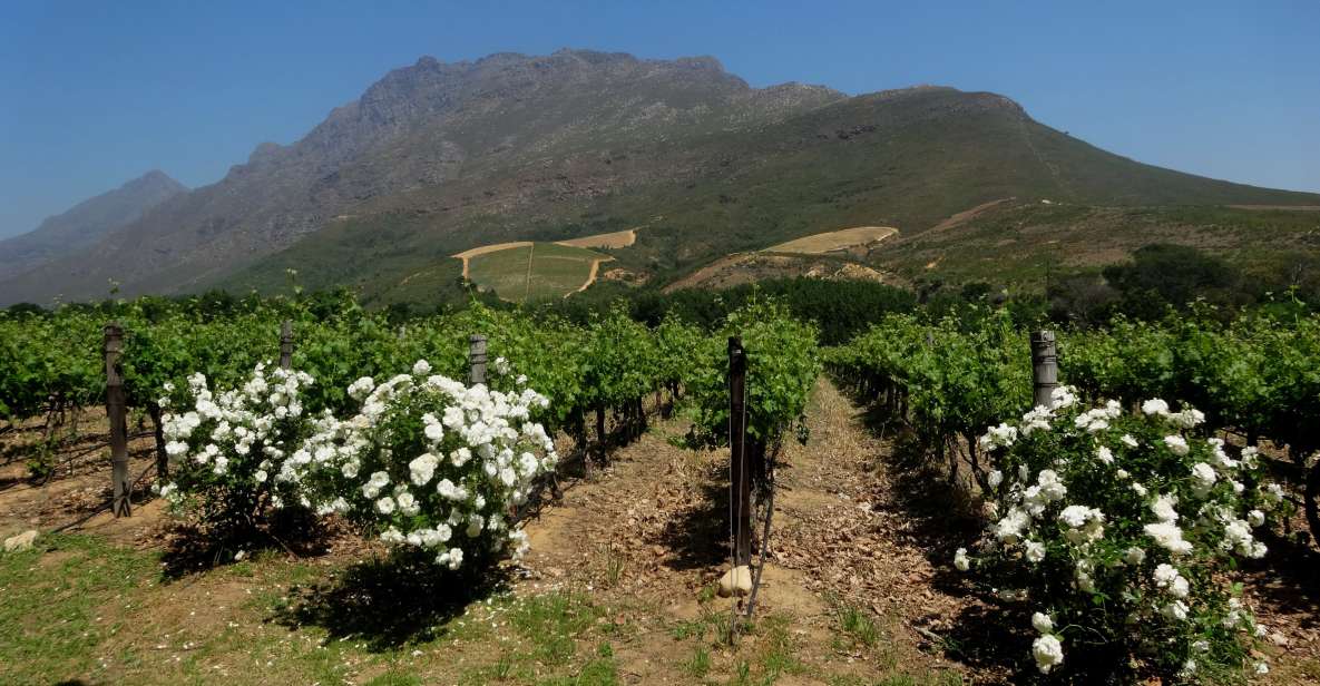 Stellenbosch: Cape Winelands Private Tour Half Day Tour - Highlights of the Itinerary